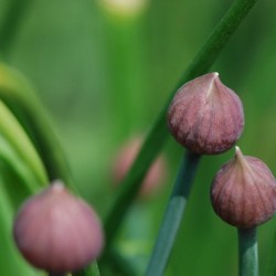 Ciboulette-kokopelli-bio-iriso