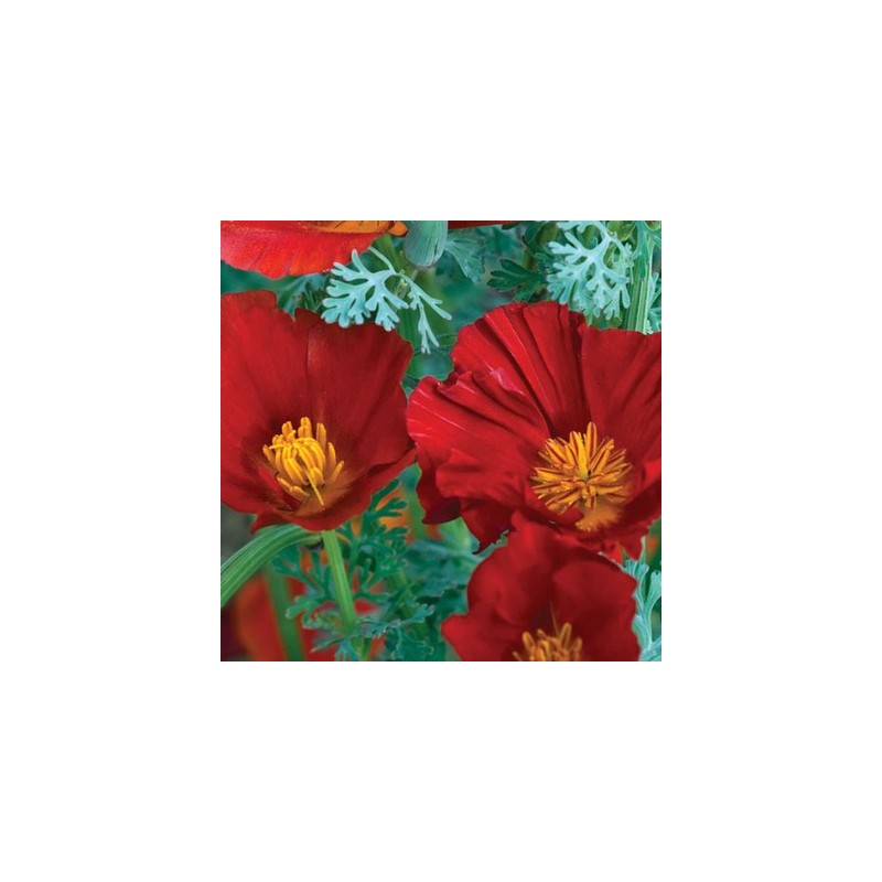 coquelicots-de-californie-red-chief-kokopelli-bio-iriso