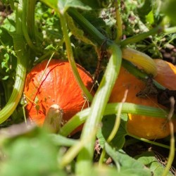 courges-maxima-potimarron-solor-kokopelli-bio-iriso