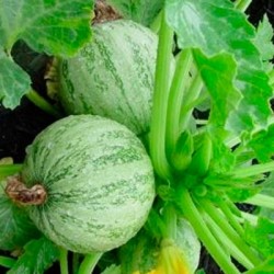 courgettes-ronde-de-nice-kokopelli-bio-iriso