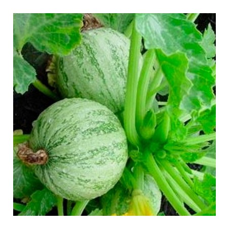 Bio VK Demeter Courgette Ronde De Nice - Cucurbita Pepo | Select Graines