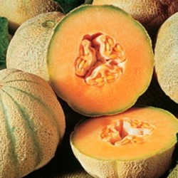 graines-melons-cantaloup-charentais-kokopelli-bio-iriso