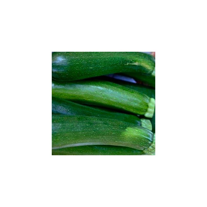 graines-courgettes-vertes-bio-iriso