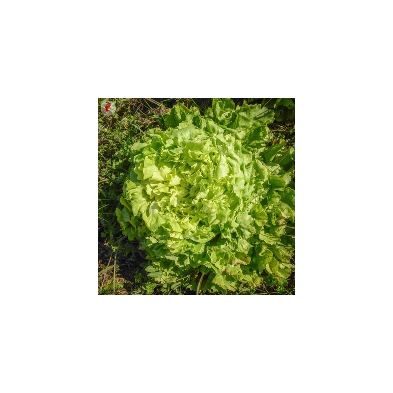 250 Graines De CHICORÉE SCAROLE Géante Maraîchère – Cichorium – Salade Résistante Au Froid Et Chaleur
