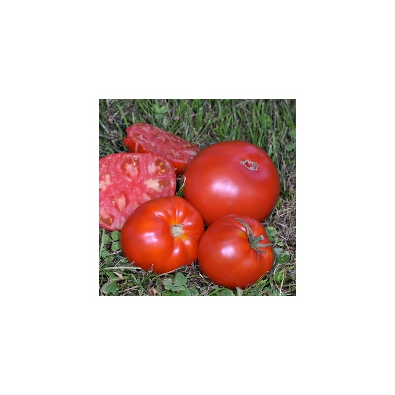 graines-tomates-rouge-coeur-de-boeuf-schgilling-giant-kokopelli-bio-iriso