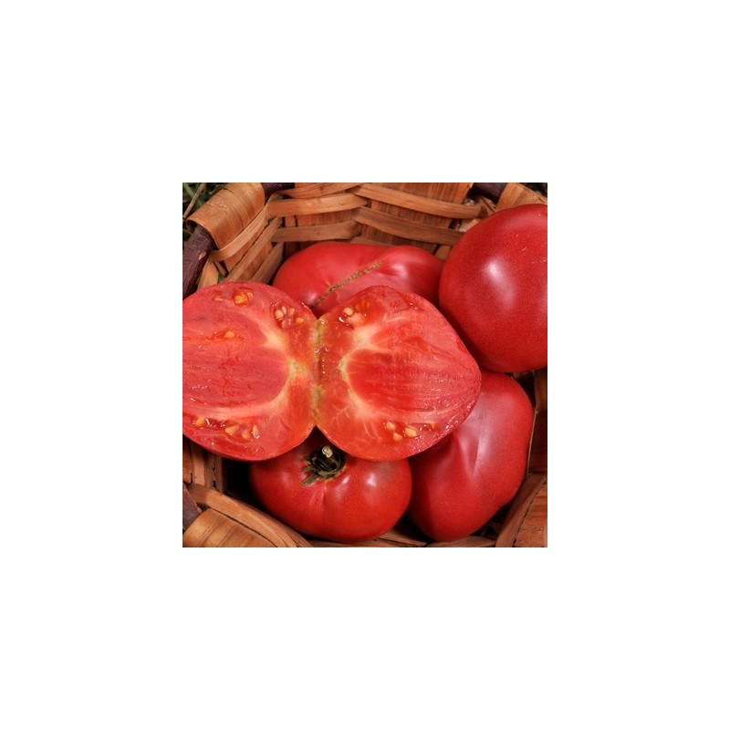 graines-tomate-rose-anna-russian-kokopelli-bio-iriso