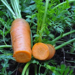 graines-kokopelli-carotte-orange-de-colmar-à-coeur-rouge-iriso