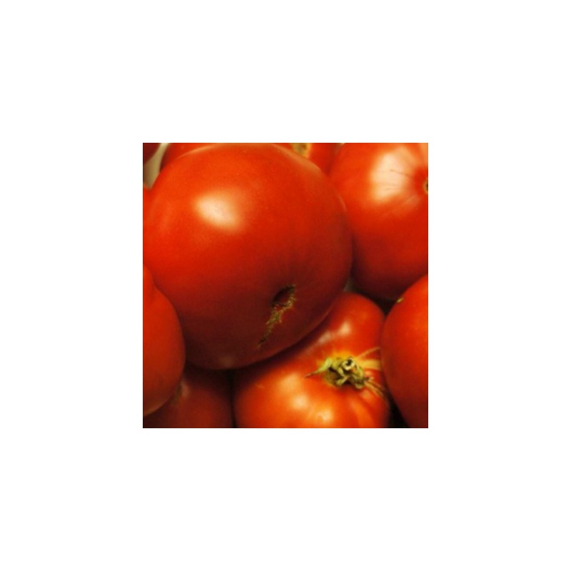 graines-bio-tomates-marmandes-kokopelli-iriso