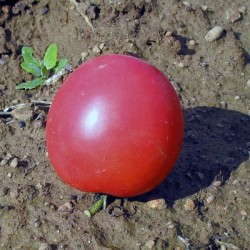 graines-bio-kokopelli-tomates-roses-iriso