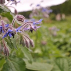 graines-bourraches-bleue-bio-iriso-kokopelli