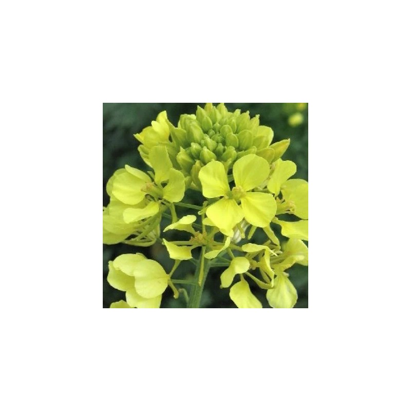 graines-moutardes-blanche-jaune-bio-iriso-kokopelli graines-moutardes-blanche-jaune-bio-iriso-kokopelli