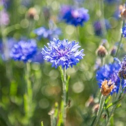 graines-bleuets-bio-iriso