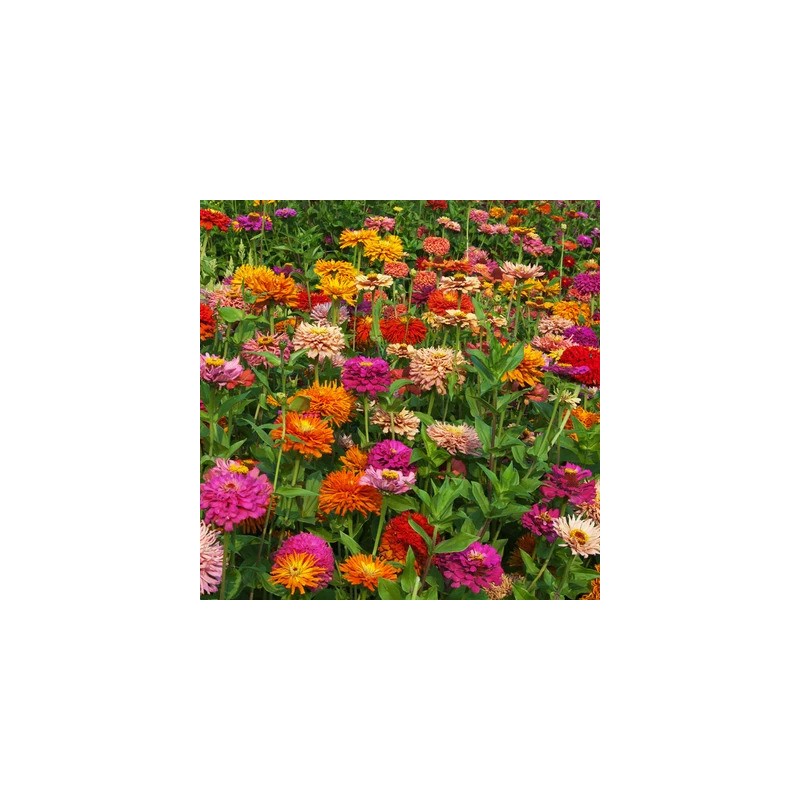 graines-zinnias-mix-bio-iriso