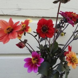 graines-dahlias-bio-iriso