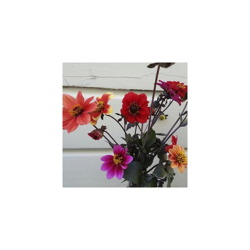 graines-dahlias-bio-iriso