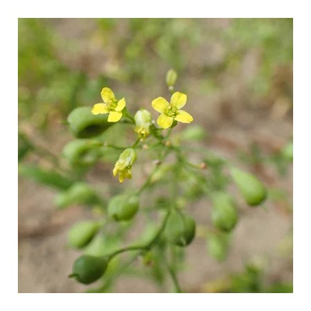 200 Graines De Cameline Bio (Camelina Sativa) - Petit Lin, Sésame D'Allemagne - Plante Oléagineuse Riche En Oméga-3
