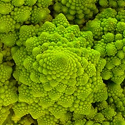 graines-chou-romanesco-bio-iriso