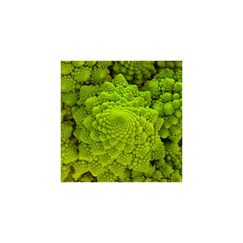 graines-chou-romanesco-bio-iriso