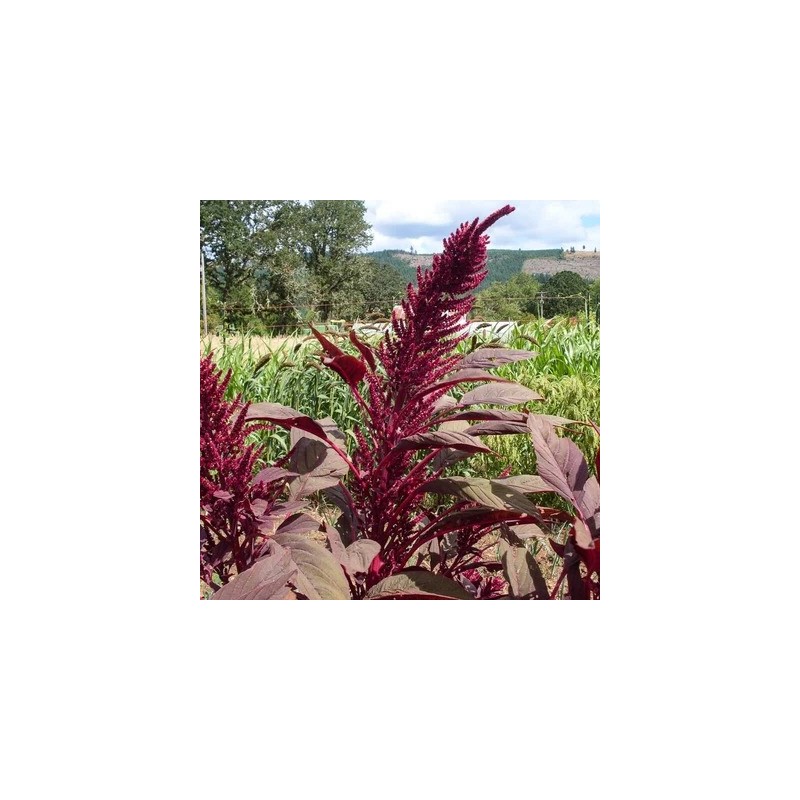 Graines Amarante Crête De Coq – 0,5 G (environ 550 Graines) – Celosia Argentea Cristata – Pour Jardin