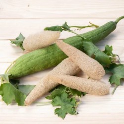 graines-courge-luffa-bio-iriso