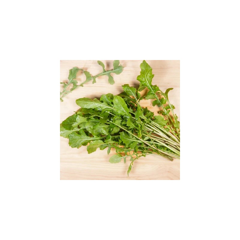 graines-roquette-cultivée-bio-iriso