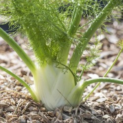 graines-fenouil-précoce-été-bio-iriso