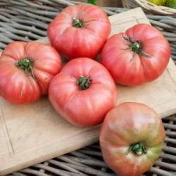 graines-tomate-rose-de-berne-bio-iriso