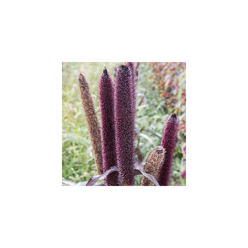 graines-millet-purple-bio-iriso