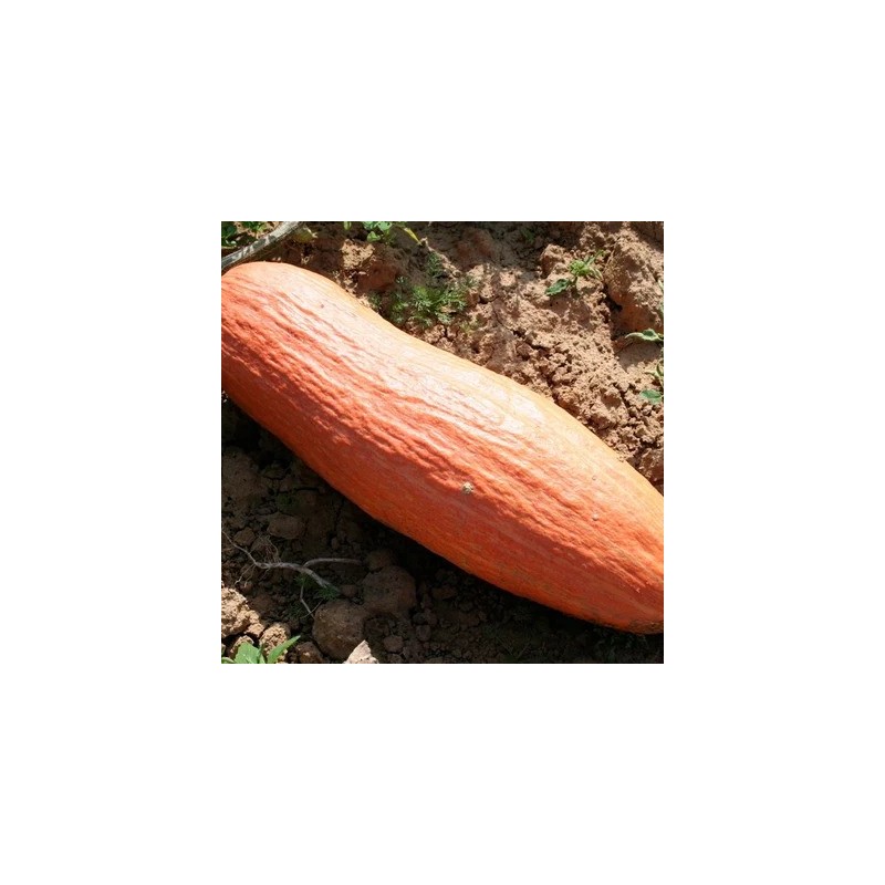 Graines Bio à Semer - Courge Pepo Patisson Blanc