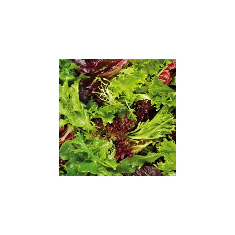 mesclun-doux-bio-iriso