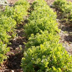 graines-céleri-à-côtes-bio-iriso