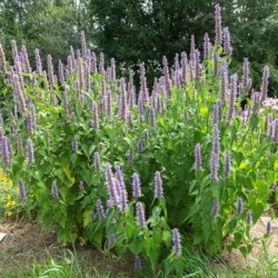 agastache-bio-menthe-coréenne-iriso