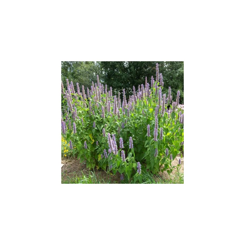 agastache-bio-menthe-coréenne-iriso