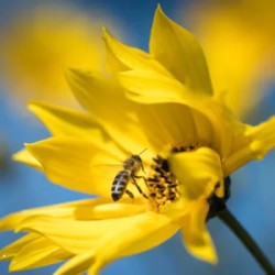 mélange-graines-mellifères-annuelles-bio-iriso