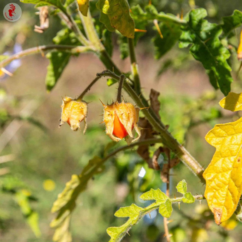 graines-de-tomate-litchi-bio-iriso