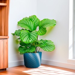 Cache-pot pour plantes intérieur-extérieur