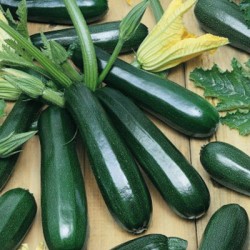 Courgette verte maraichère...