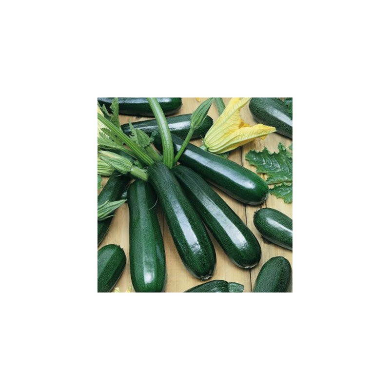Courgette verte maraichère allongée - Bio 