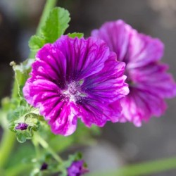 Graines de grande Mauve Bio