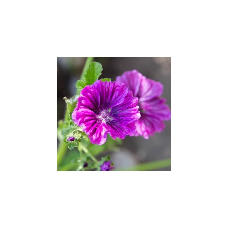 Graines de grande Mauve Bio 