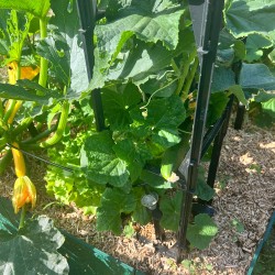 Tuteur tomates et plantes grimpantes - Cage modulable