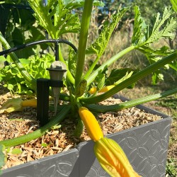 Carré jardin potager - Hauteur 30 cm