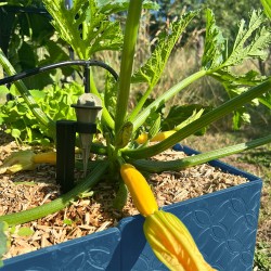 Carré jardin potager design - Hauteur 15 cm