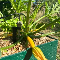 Carré jardin potager design - Hauteur 15 cm