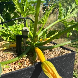 Carré jardin potager design - Hauteur 15 cm
