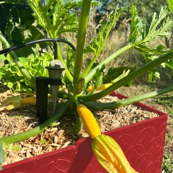 Carré jardin potager design - Hauteur 15 cm