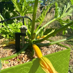 Carré jardin potager design - Hauteur 15 cm