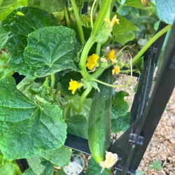 Tuteur tomates et plantes grimpantes - Cage modulable
