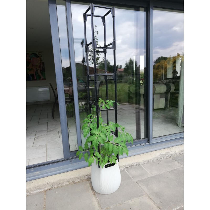 4 Pack Tuteurs De Support Pour Plantes D'Intérieur Amaryllis