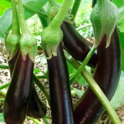 aubergines-longue-violette-hâtive-kokopelli-bio-iriso